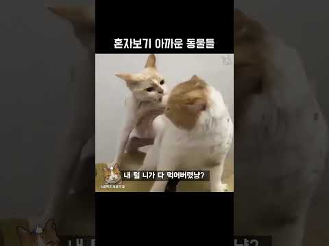 혼자보기 아까운 동물들 #동물짤