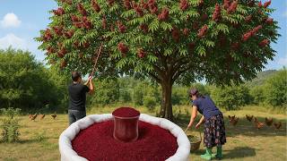 Azerbaijan’s Traditional Sumac Harvesting & Drying - Complete Step by Step Guide
