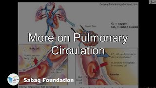 More on Pulmonary  Circulation