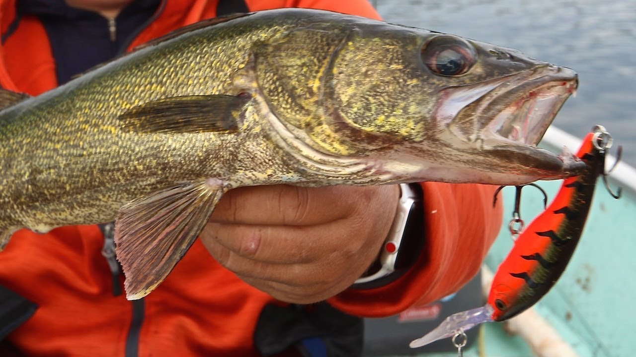 September Trolling For Pike & Walleye At Studd Lake - Canada Fishing Guide