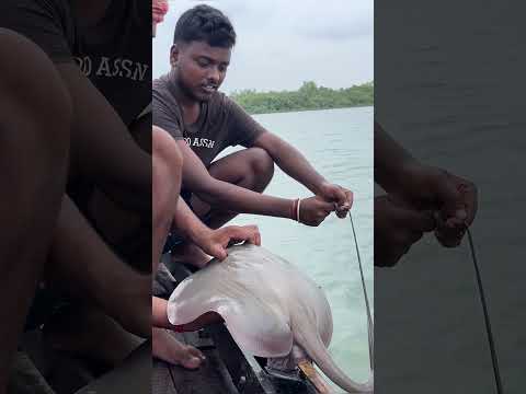 আজ বড়শিতে বড় শংকর মাছ পেলাম!!!