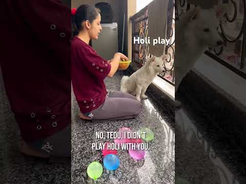 Tedu kai sath holi 🧿 #pomerinian #doglover #funny #comedy #trending #cute #shorts