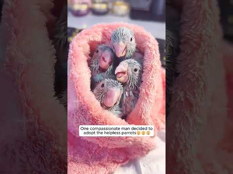 A man adopted lost baby parrots #shorts #animals