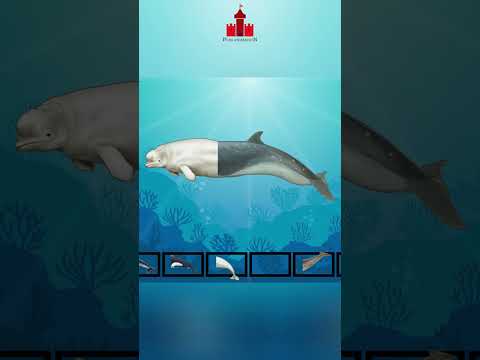 Mencocokan Ikan - Beluga Whale
