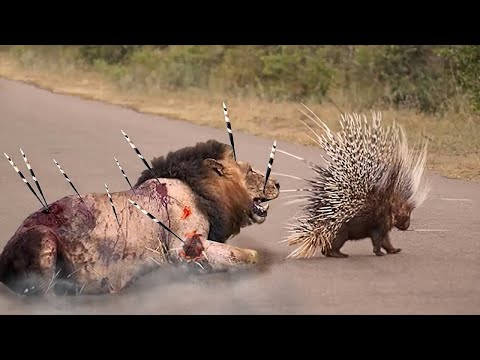 A prey that lions hesitate to attack: the porcupine