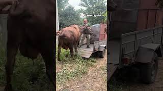 Ukrainian Soldier About a Case of Unusual Evacuation #warinukraine