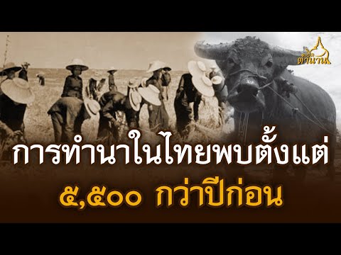 การทำนาในไทยพบตั้งแต่ ๕,๕๐๐ กว่าปีก่อน | เปิดตำนาน