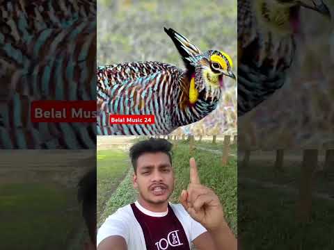 পাখিটি সবসময় আল্লাহর নামে জিকির করে #Bird #Dhikr #viralvideo #reels #duet #video #viralshorts #art