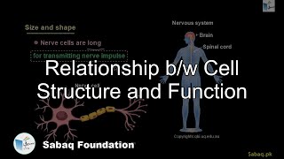 Relationship b/w Cell Structure and Function