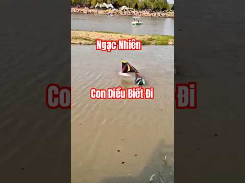 Độc lạ con diều biết đi #docla #thảdiềutuổithơ  #dulich65