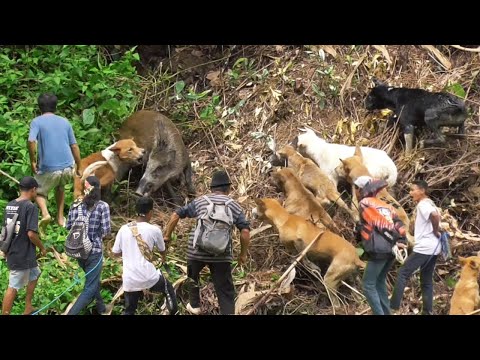 Perburuan Babi Liar Terbaik 2024 || Best Moment Wild Boar Hunting ||