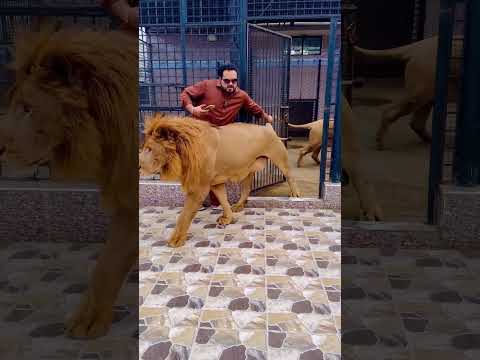 African lion want to meat African lioness (mian saqib)