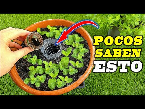 Todos deberían conocer esta técnica para cultivar un huerto en maceta (Muy fácil)
