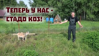 Заводим стадо коз и работаем на советской ферме!