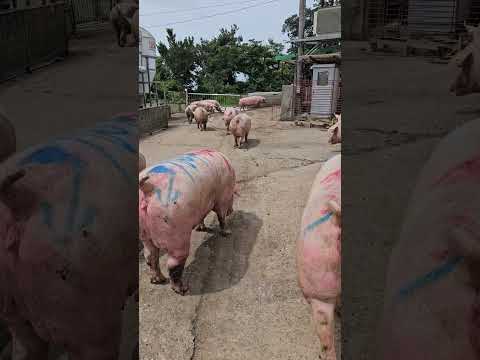 Pig in Korea#viral#pig#video#pigsisbeautiful#shortvideo#piglet#subscribe#shots#shorts#india#usa543pm