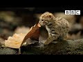 Rusty Spotted Cat Facts and Insights