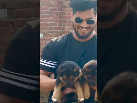 Pawan Sahu Ka dog 🐶🐕#shorts#ytshort#facts#yrending#viralvideo#newfacts