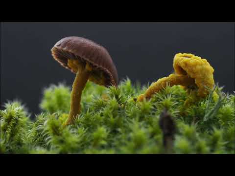 Slime Mold Consumes Mushrooms - Timelapse Footage