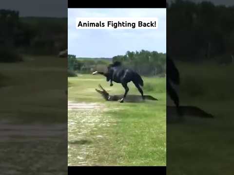 Animals Fighting Back ?? #animals ##fail #viralvideo #viralposts #animalshorts #horse #alligator #fy
