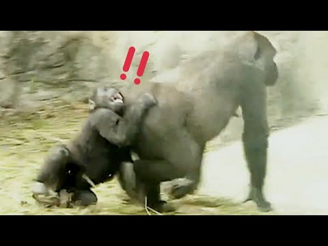 Ringo Tries to Grab Aunt but Ends Up Being Dragged!林戈想抓阿姨～結果沒抓好被拖走！