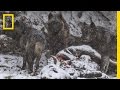 Wildlife Photography Challenges and Ethics