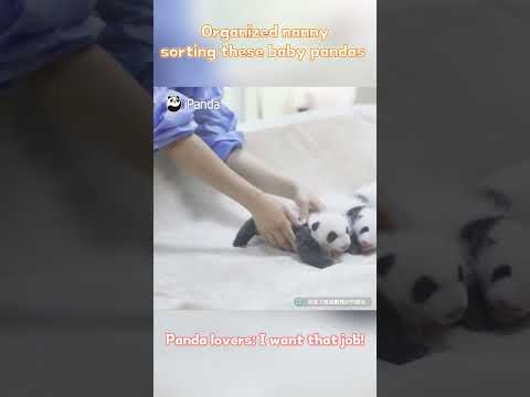 My Next Job: Sorting Baby Pandas By Size | iPanda #shorts