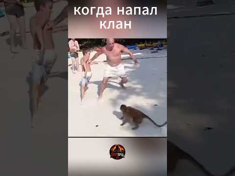 кланы они такие 🤣 #rust #раст #прикол #юмор