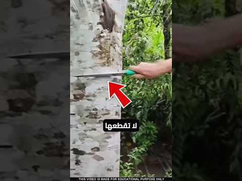 اذا رأيت هذه الشجرة فلا تقطعها 💀😲🙏