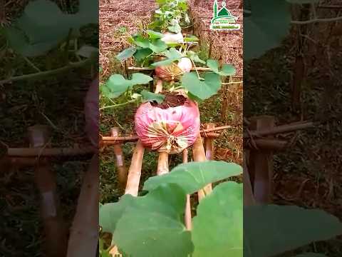 এখন বস্তা পদ্ধতিতে ১২ মাসকাল জলাভূমির উপর লাউ চাষ সম্ভব🌱🌿🥒🍐