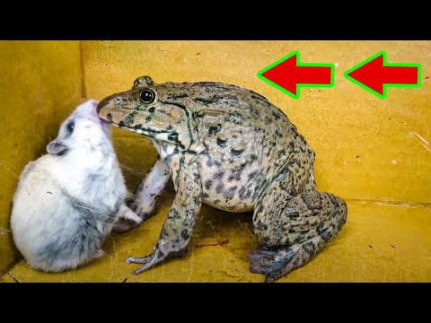 🐹 Hamster escape monster maze cute hamster pets maze in real life😱 + xxx