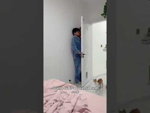 Orange cat is a pro in hide and seek #short #cat