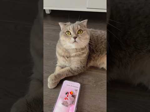 Minnie lost her favorite toy but…