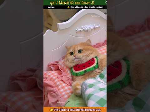 the mouse scared the cat out of the air~#ytshorts  #shortfeed