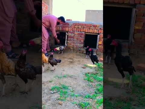 #aseel #aseelmurga #shidumoosewala #bobbyjutt88 #murga #chotadon