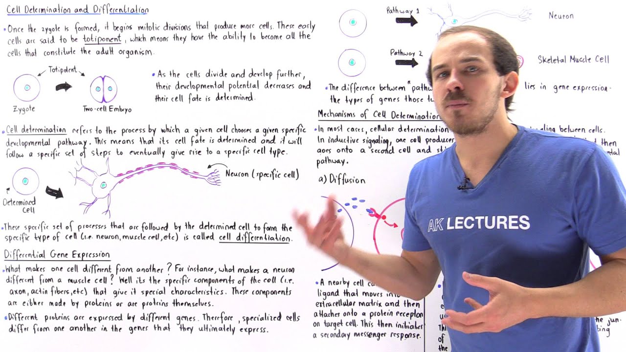 Anatomy and Function of Female Breasts 