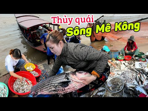 Xuất hiện thủy quái Sông Mê Kong - độc lạ mùa cá linh bắt đầu chợ Tân Châu An Giang