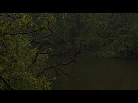 Cozy Nature Ambience - 1 Hour Rain & foggy ASMR for LONG Sleep! (4K)