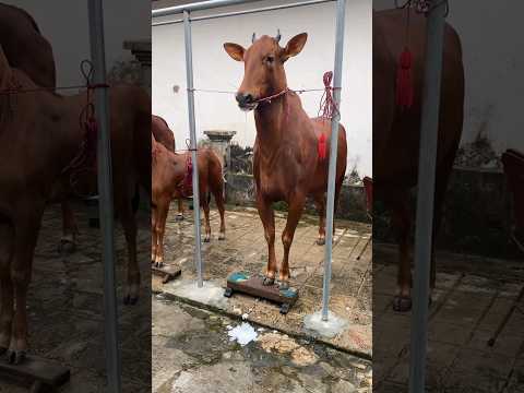 2 August 2024 || Bullrace Bulllover