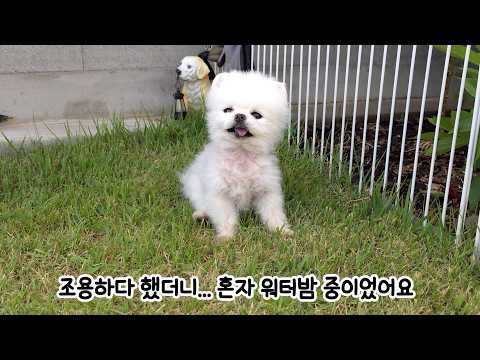 더운 여름에는 워터밤이지! 강아지가 여름을 시원하게 보내는 방법