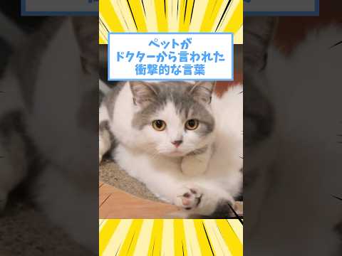 ペットがドクターから言われた衝撃的な言葉www #猫 #犬 #ペット #動物 #2ch #shorts