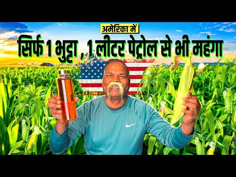Why Is Sweet Corn More Expensive Than Fuel अमेरिका भुट्टा कितने का मिलता है  @APNAAMERICA ​