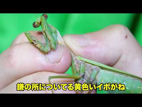 外来種の大量発生カマキリ食べる