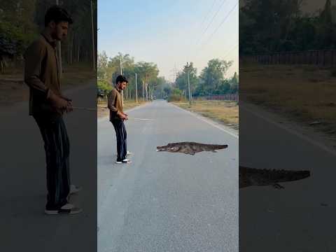 Survival Skills: SIMPLE and USEFUL #bushcraft #camping #outdoors