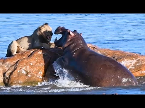 Stranded Lion Attacked by Hippo — Forced to Make a Daring Escape