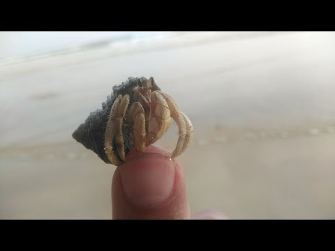 Shell Crab on A Beach, Fishing Kambo