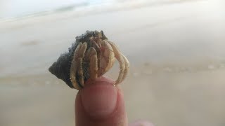 Shell Crab on A Beach, Fishing Kambo