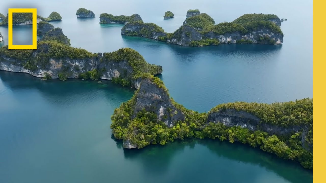 Understanding Coral Reefs and Conservation Efforts