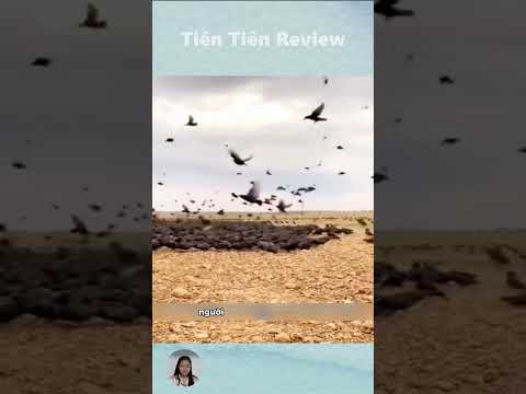 Đây Là Cách Mà Người Dân Pakistan Giải Quyết Vấn Nạn Chim Tốt #short #shorts #viralvideo