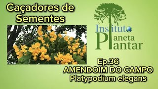 Caçadores de Sementes- Ep. 36 - AMENDOIM DO CAMPO - Platypodium elegans 