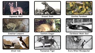 Every Extinct Animal That Might Still Be Alive